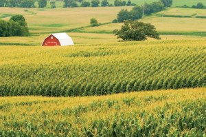 Segundo a primeira estimativa de área divulgada pelo Departamento de Agricultura dos Estados Unidos, na última semana, o milho vai perder 800 mil hectares para culturas como a soja e trigo na temporada 2014/15, que começa a ser plantada em abril deste ...