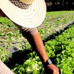 O Conselho Monetário Nacional (CMN) reabriu o prazo para renegociação de dívidas do Programa Nacional de Fortalecimento da Agricultura Familiar ...