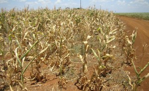 A falta de chuvas e o calor excessivo já causaram perdas de pelo menos 45% na safra de soja, segundo a Secretaria de Agricultura e Abastecimento do Estado de São Paulo. Dos 29,9 milhões de sacas de 60 quilos previstos, ...