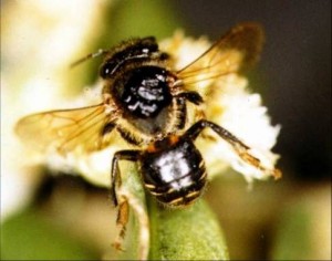 Abelhas sem ferrão são reconhecidas como importantes polinizadoras de diversas culturas agrícolas, como berinjela, morango, tomate e café. Uma das principais limitações para utilizá-las para essa finalidade, no entanto, é a dificuldade em produzir colônias em quantidade suficiente para atender ...