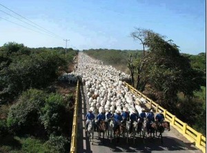 Confira os índices do Boletim Agronegócio.net desta sexta-feira, 07 de março 2014. Boi O mercado pecuário começa março com incertezas relacionas à oferta de animais prontos para abate e à demanda, especialmente a doméstica, de acordo com pesquisadores do Cepea. Vale lembrar ...