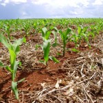 A previsão do tempo norte-americana está prevendo frio intenso nos Estados Unidos. Segundo o analista de mercado da Agrinvest, Marcos ...