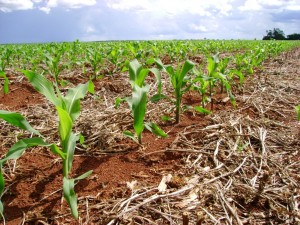 A previsão do tempo norte-americana está prevendo frio intenso nos Estados Unidos. Segundo o analista de mercado da Agrinvest, Marcos Araujo, essa condição poderia prejudicar o plantio do milho. Araujo acredita que a onda de frio pode pressionar os preços ...