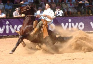 Um cavalo dócil, bom de lida, fácil de doma e ainda com habilidades para participar de várias competições e provas importantes de rédea, team penning, enduro e o Freio de Ouro. Com estas características a raça crioula registrou no último ...