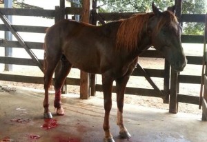 Os acidentes envolvendo cavalos e cercas de arame liso estão se tornado muito comum em haras e fazendas de todo o Brasil. Os acidentes mais graves acontecem nas cercas de arame liso, que é menos apropriado para a criação de ...