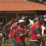 O programa Mangalarga Marchador TV, exibido no último domingo, dia 13/04, no Canal Rural, mostrou como conseguir o melhor desempenho ...