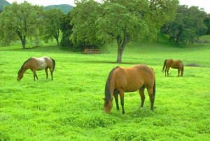 O cavalo é um dos animais mais exigentes quando se trata de alimentação. Água suja, comida mal servida ou sem qualidade podem desencadear uma cólica em poucas horas. O feno, por exemplo, precisa ser bem preparado e armazenado para não ...