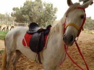 Já aconteceu de você usar uma roupa ou um calçado que ficasse incomodando, machucando em algum lugar? É mais ou menos isso que acontece quando um cavalo precisa colocar a cela ou o arreio e está com pisadura. Segundo o ...