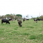 Para garantir a produção de leite, pecuaristas de Minas Gerais estão apostando no uso de tecnologia para enfrentar o período ...