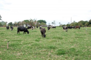 Para garantir a produção de leite, pecuaristas de Minas Gerais estão apostando no uso de tecnologia para enfrentar o período de seca e garantir a alimentação do rebanho. De maio a outubro, período de entressafra da pecuária leiteira, a preocupação ...