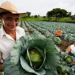O Plano Safra da Agricultura Familiar para o período 2014/15 terá R$ 24,1 bilhões para investimento e custeio – cerca ...