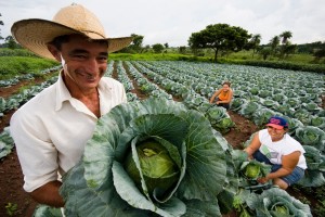 O Plano Safra da Agricultura Familiar para o período 2014/15 terá R$ 24,1 bilhões para investimento e custeio – cerca de 14% mais que na safra atual (2013/14). O anúncio será formalizado na próxima segunda-feira (26), mas foi antecipado pelo ...