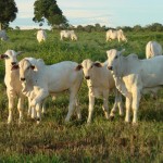 Conforme os especialistas do Centro de Estudos Avançados em Economia Agrícola (Cepea/Esalq/USP), as cotações do bezerro estão em movimento de ...