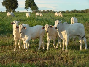 Conforme os especialistas do Centro de Estudos Avançados em Economia Agrícola (Cepea/Esalq/USP), as cotações do bezerro estão em movimento de alta desde o início de 2013, por conta da baixa oferta de animais. O preço médio do bezerro, em valores ...