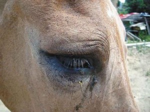 O animal doente é de uma propriedade de Poconé, na região Centro-Sul do Estado. Os testes feitos para cumprir protocolos para o trânsito de equinos acusaram a enfermidade. Os animais participariam da tradicional Semana do Cavalo Pantaneiro. O resultado do ...