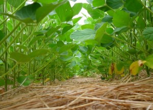 A conservação da água deste sistema será a principal abordagem do 14° Encontro Nacional de Plantio Direto na Palha, que ocorrerá entre 12 e 14 de agosto, em Bonito (MS), com o tema “Sistema Plantio Direto, produzindo água e alimentando ...