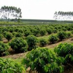 As mudanças climáticas têm causado alterações nas fases de reprodução e de desenvolvimento de várias culturas agrícolas, entre elas o ...