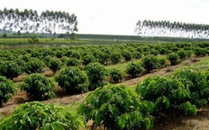 As mudanças climáticas têm causado alterações nas fases de reprodução e de desenvolvimento de várias culturas agrícolas, entre elas o ...