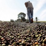 O Ministério da Agricultura, Pecuária e Abastecimento (Mapa) assinou contratos com nove agentes financeiros para repasses de recursos totalizando R$ ...