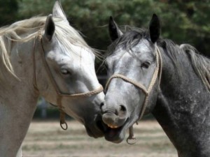 Os cavalos prestam atenção nas expressões faciais, no olhar e no movimento das orelhas de outros cavalos como forma de ...