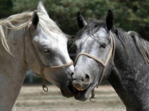 Os cavalos prestam atenção nas expressões faciais, no olhar e no movimento das orelhas de outros cavalos como forma de comunicação. A descoberta foi feita por cientistas da Universidade de Sussex (Reino Unido) e publicada no periódico científico Current Biology. ...