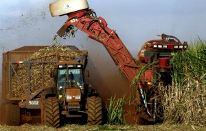 A estimativa de cana de cana-de-açúcar produzida na safra 2014/15 é de 659 milhões de toneladas, de acordo com o ...