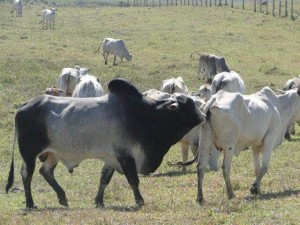 Para que a taxa de prenhez seja satisfatória é preciso que o processo de reprodução seja da melhor qualidade. O programa Giro do Boi desta segunda, dia 18, tratou deste assunto fundamental para a rentabilidade do pecuarista. – O tema ...