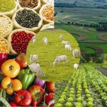 O Ministério da Agricultura reduziu de 2,1% para 2% a estimativa de crescimento do valor bruto da produção agropecuária (VBP) ...