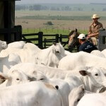 A Associação Brasileira dos Criadores de Zebu (ABCZ) realiza nos dias 8 a 12 de dezembro o curso Manejo de ...