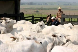 A Associação Brasileira dos Criadores de Zebu (ABCZ) realiza nos dias 8 a 12 de dezembro o curso Manejo de Gado no pasto e curral, evento que será realizado na Estância Buriti II, em Uberaba (MG). O curso abordará o ...