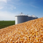 Produção brasileira de grãos deve ser de 196,5 milhões de toneladas. A área cultivada de grãos chegará a 58,2 milhões de hectares