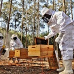 Com valores mais próximos aos de mercado, produtores de mel, tomate e suíno, entre outros, podem obter mais recursos para estocagem