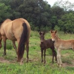Cavalos gêmeos da raça crioula nascem no Rio Grande do Sul