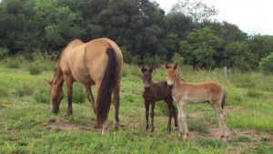 Cavalos gêmeos da raça crioula nascem no Rio Grande do Sul