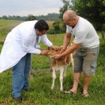 Companhia catarinense oferece salário inicial de R$ 7.580 para veterinários. Cooperativa no Paraná está em busca de 1.100 profissionais