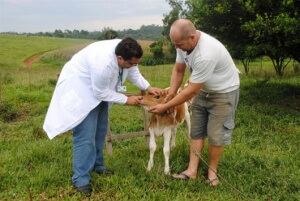 Companhia catarinense oferece salário inicial de R$ 7.580 para veterinários. Cooperativa no Paraná está em busca de 1.100 profissionais