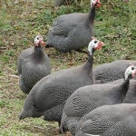 Além de carne e ovos, a ave é utilizada para fins ornamentais, controle biológico e até guarda da propriedade