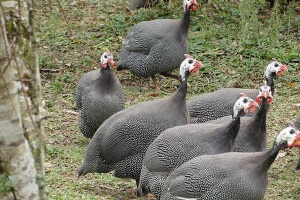 Além de carne e ovos, a ave é utilizada para fins ornamentais, controle biológico e até guarda da propriedade